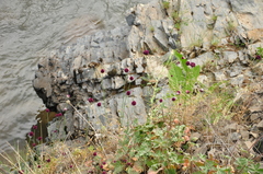 Allium sphaerocephalon