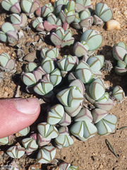 Braunsia maximilianii