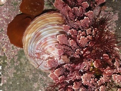 Calliostoma zizyphinum
