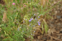 Teucrium orientale