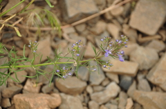 Teucrium orientale