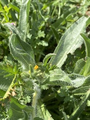 Amsinckia tessellata