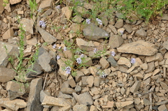 Asperula orientalis