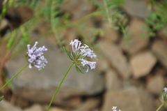 Asperula orientalis