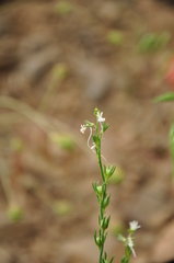 Linaria chalepensis