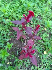 Celosia
