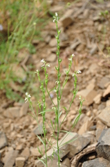 Linaria chalepensis