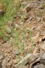 Linaria chalepensis