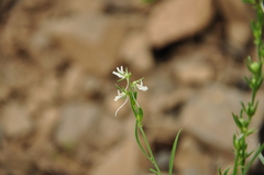 Linaria chalepensis