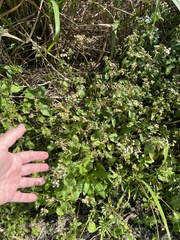 Ageratum conyzoides