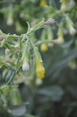Onosma sericea