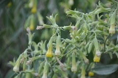 Onosma sericea