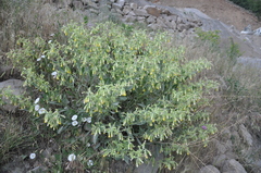Onosma sericea