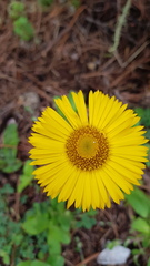Osbertia stolonifera