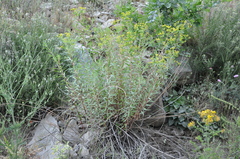 Euphorbia orientalis
