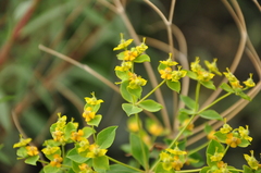 Euphorbia orientalis