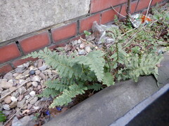 Polypodium vulgare