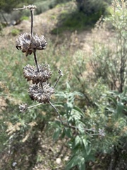Salvia leucophylla