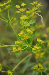 Euphorbia orientalis