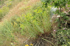 Euphorbia orientalis