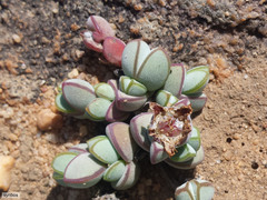 Braunsia maximilianii