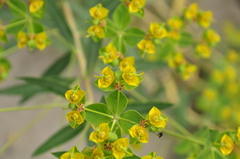 Euphorbia orientalis