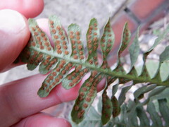Polypodium vulgare