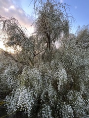Retama monosperma