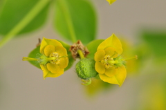 Euphorbia orientalis