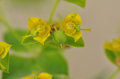 Euphorbia orientalis