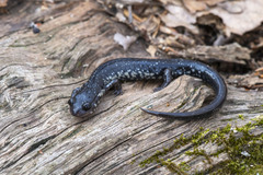 Plethodon chlorobryonis