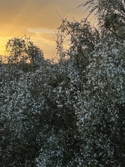Retama monosperma