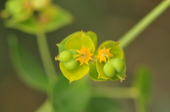 Euphorbia orientalis