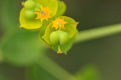 Euphorbia orientalis