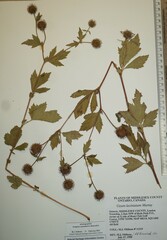 Geum laciniatum