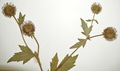 Geum laciniatum