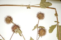 Geum laciniatum