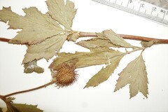Geum laciniatum