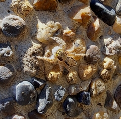 Menemerus bivittatus