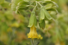 Onosma sericea