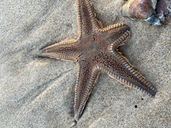 Astropecten aranciacus
