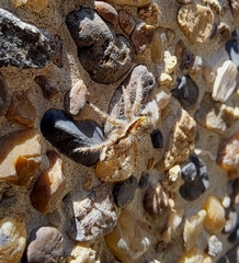 Menemerus bivittatus