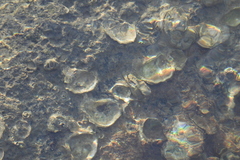 Ostreoidea