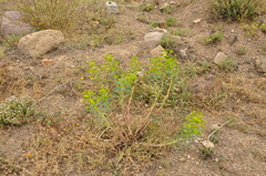 Euphorbia macroclada