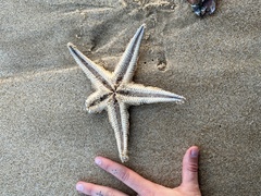 Astropecten aranciacus