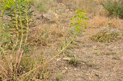 Euphorbia macroclada