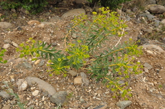 Euphorbia macroclada