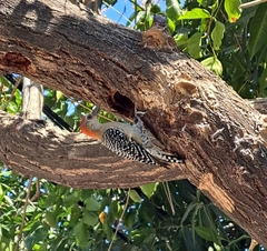 Melanerpes rubricapillus