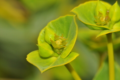 Euphorbia macroclada
