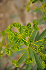 Euphorbia macroclada